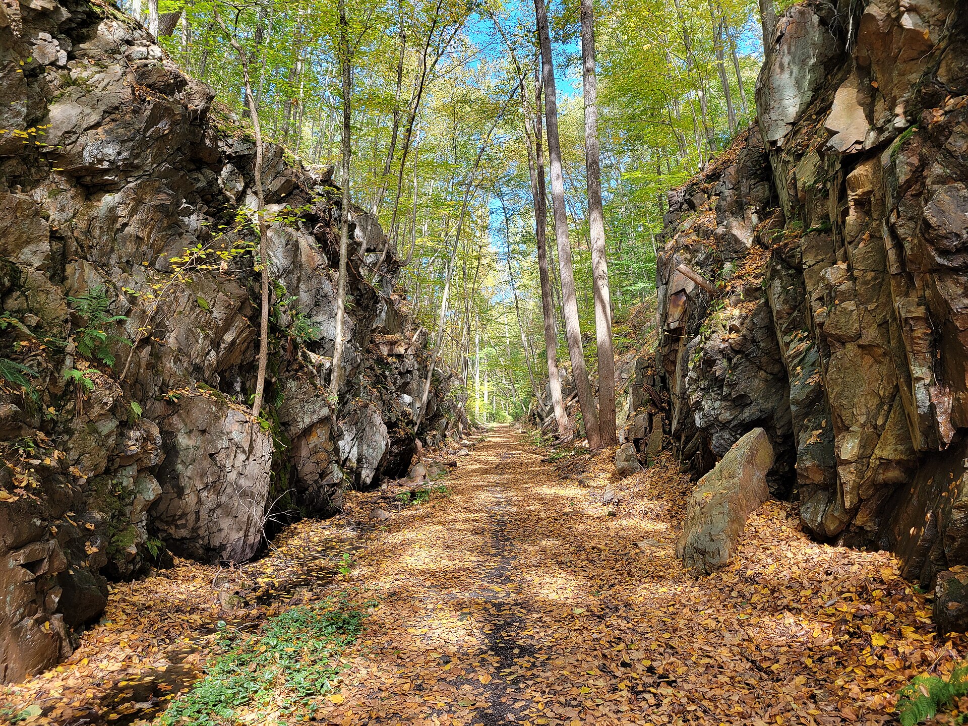 Larkin State Park Trail cut, Middlebury CT · John Phelan / CC BY-SA 4.0