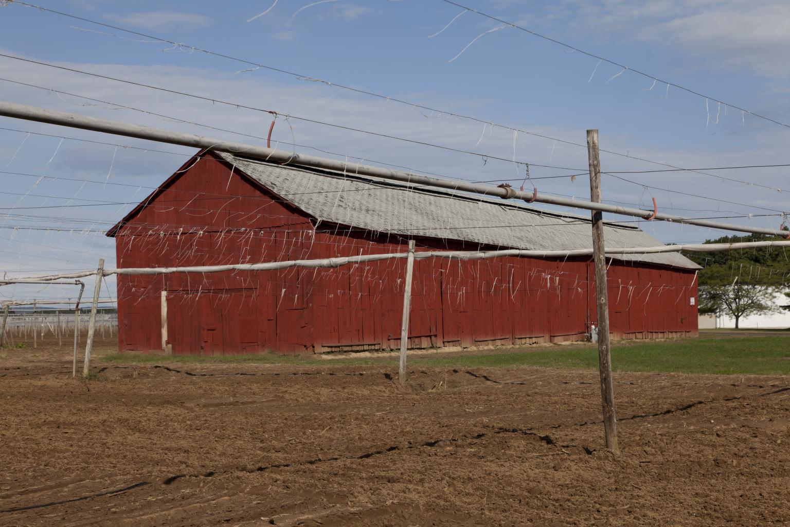 Windsor tobacco barns, documented in 2011